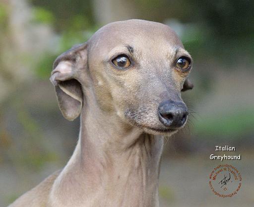 Italian Greyhound 9K74D-19.JPG